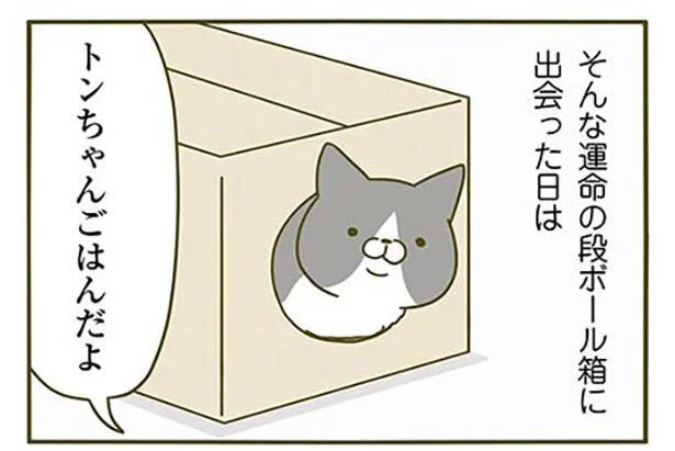 トンちゃんごはんだよ
