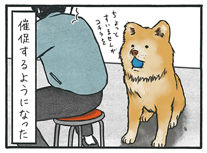仕事で来た業者さんにまで!? 職人の愛犬がボール遊びに目覚めた結果／工務店の日報（7）