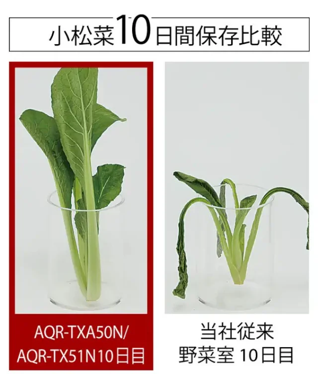 小松菜10日間保存比較。従来の野菜室では小松菜の水分がなくなっています