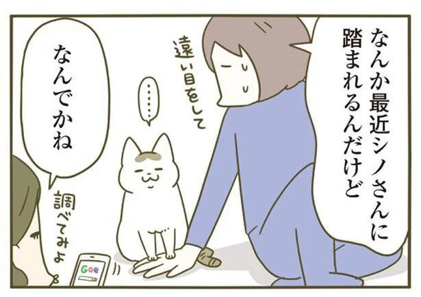 なんか最近シノさんに踏まれるんだけど...