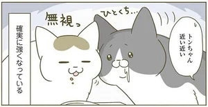 これが4年目の貫禄だ！ 「無視」を覚えて確実に強くなっている後輩猫