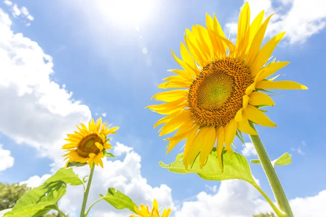 夏本番を直前に控えた6月は涼しげな料理が大人気！