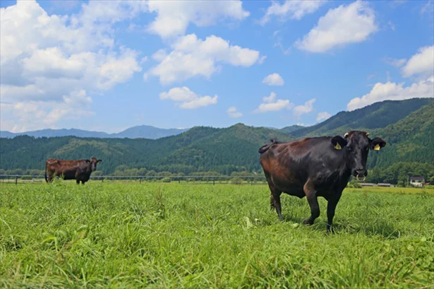 山形は季節の寒暖差が大きいため、牛たちはゆっくりと少しずつ育ちます