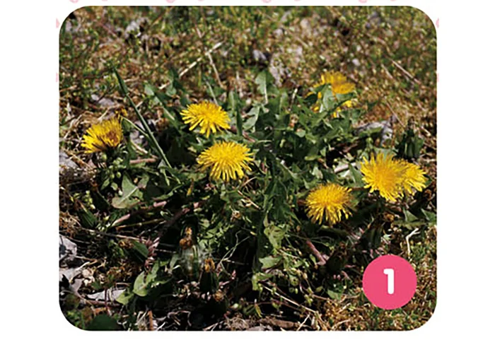 見た目は一輪のタンポポ。実は小さな花の集合体!?／すごすぎる身近な植物の図鑑（1）