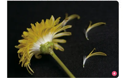花をバラバラにほぐして観察