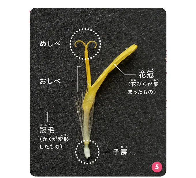 拡大して観察