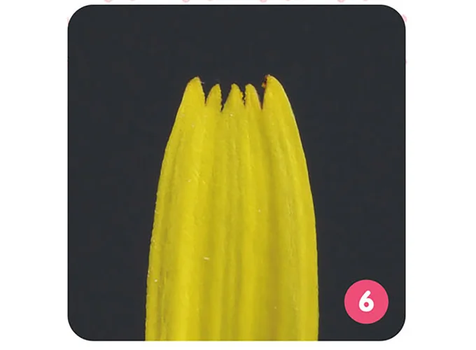 セイヨウタンポポの花びら
