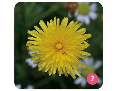 小さいものひとつひとつが花そのもの