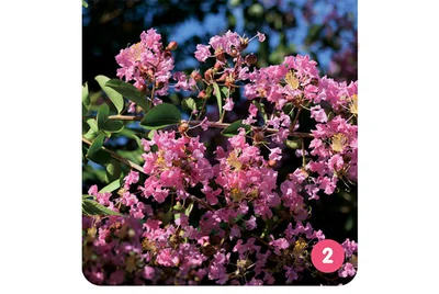 やっかいなのはこの花のつくり