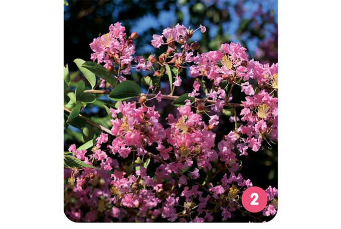 やっかいなのはこの花のつくり