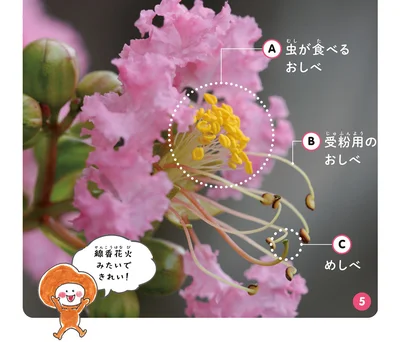 たくさんのおしべ