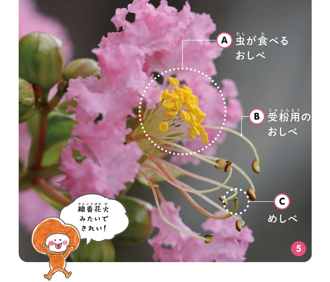 たくさんのおしべ