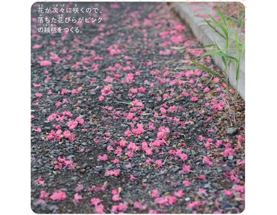 落ちた花びらがピンクの絨毯をつくる