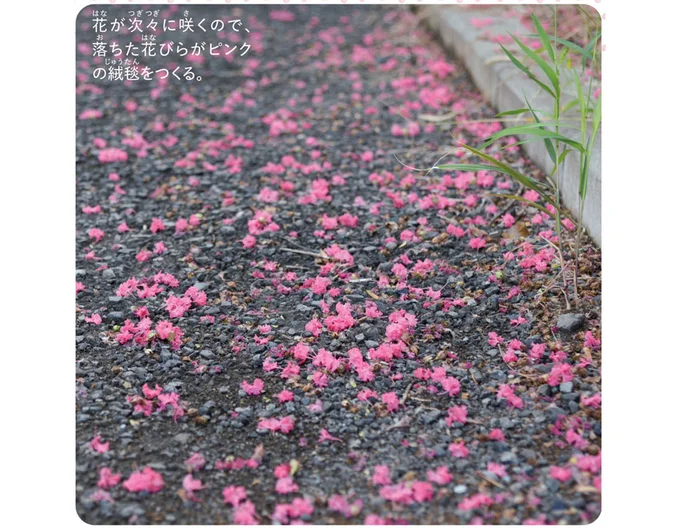 落ちた花びらがピンクの絨毯をつくる