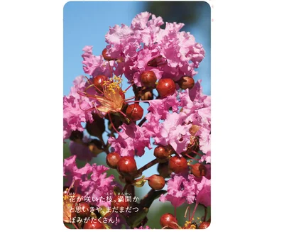 花が咲いた枝