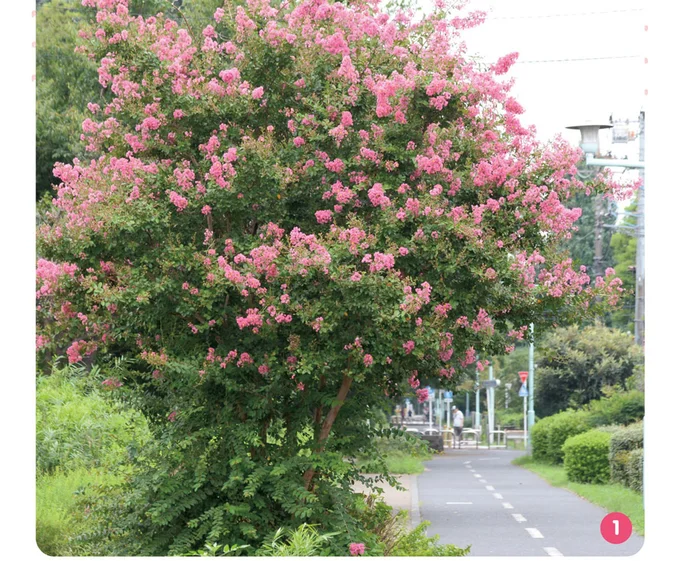 夏から秋にかけての長い期間、花を楽しむことができます