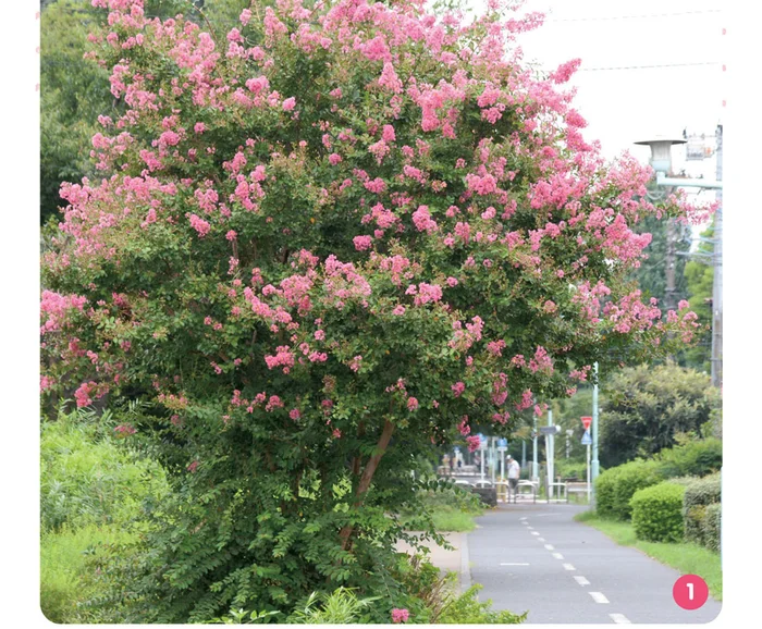 ニセの花粉で虫を誘惑!? サルスベリに2種類あるおしべの役割とは／すごすぎる身近な植物の図鑑（2）