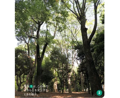 木がたくさん生えているところ