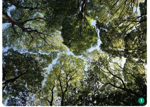まるで空を埋めるジグソーパズル！ ケヤキの林を見上げてみよう／すごすぎる身近な植物の図鑑（3）