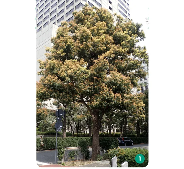 クスノキの葉は春に落ちる。芽吹きの季節に落ち葉が多い理由とは？／すごすぎる身近な植物の図鑑（4）