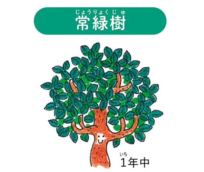 常緑樹