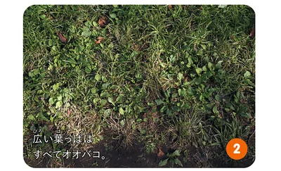 広い葉っぱはすべてオオバコ