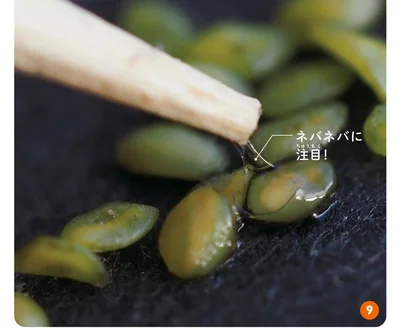 オオバコの種子は水に濡れるとねばる