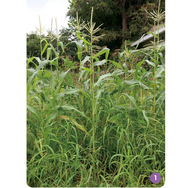 強風にも負けない!? トウモロコシの茎を支える頼もしい根っこの存在／すごすぎる身近な植物の図鑑（7）
