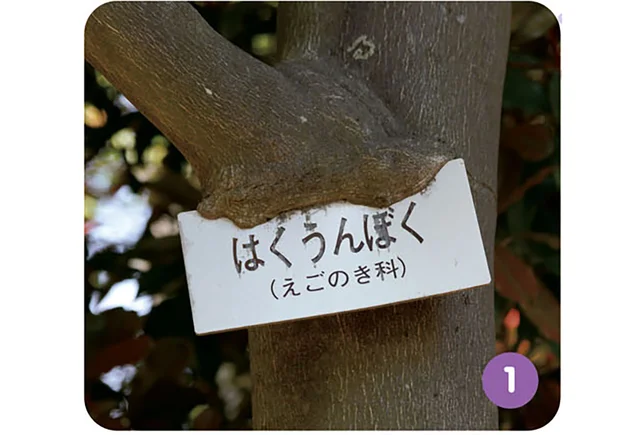 樹名板に支柱まで。樹木は邪魔なものを自分の体に飲み込んで成長する／すごすぎる身近な植物の図鑑（8）