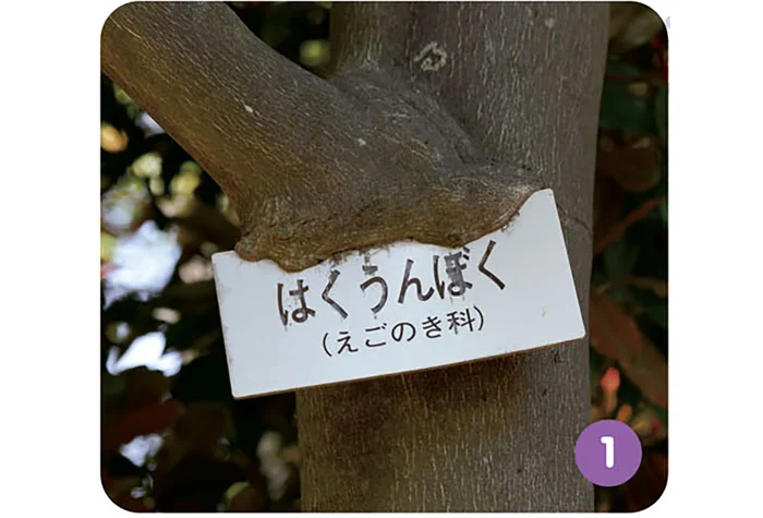樹名板に支柱まで。樹木は邪魔なものを自分の体に飲み込んで成長する／すごすぎる身近な植物の図鑑（8）