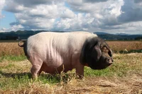しっとりとして甘みがある脂がたまらない！山形を代表するブランド豚「平田牧場 金華豚」のおいしさのヒミツ