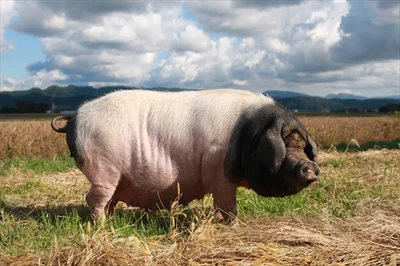金華豚は「金華ハム」の原料豚としても有名な最高級の豚