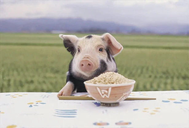 日本のお米を食べて育っているという「平田牧場 三元豚」