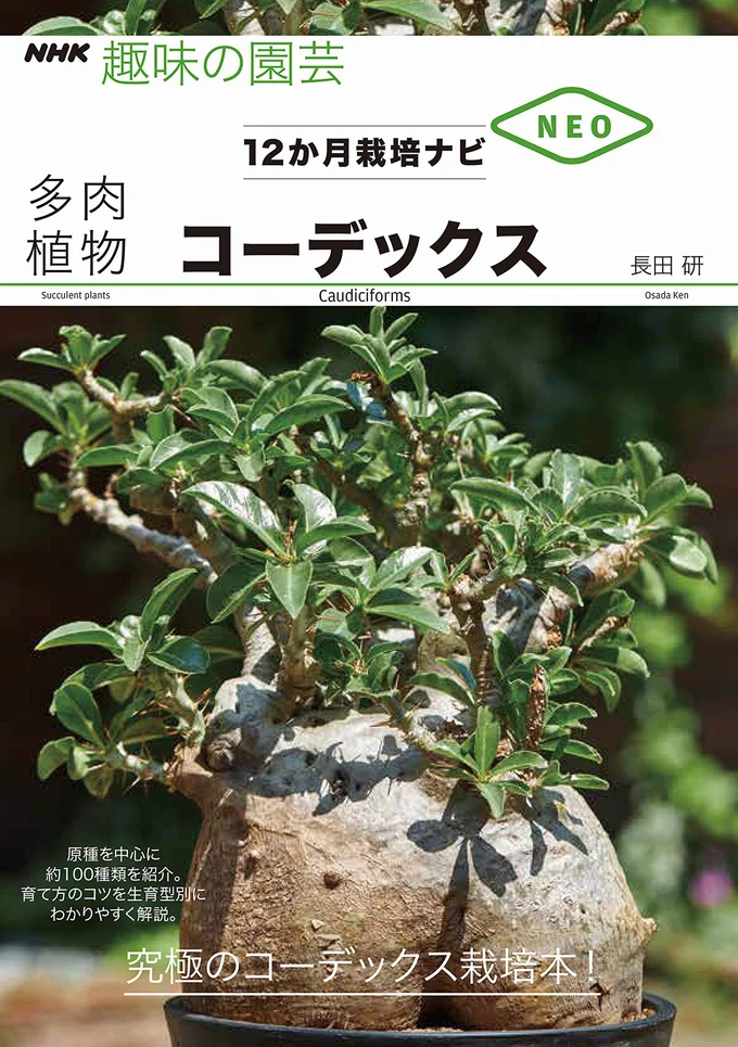 『多肉植物　コーデックス』