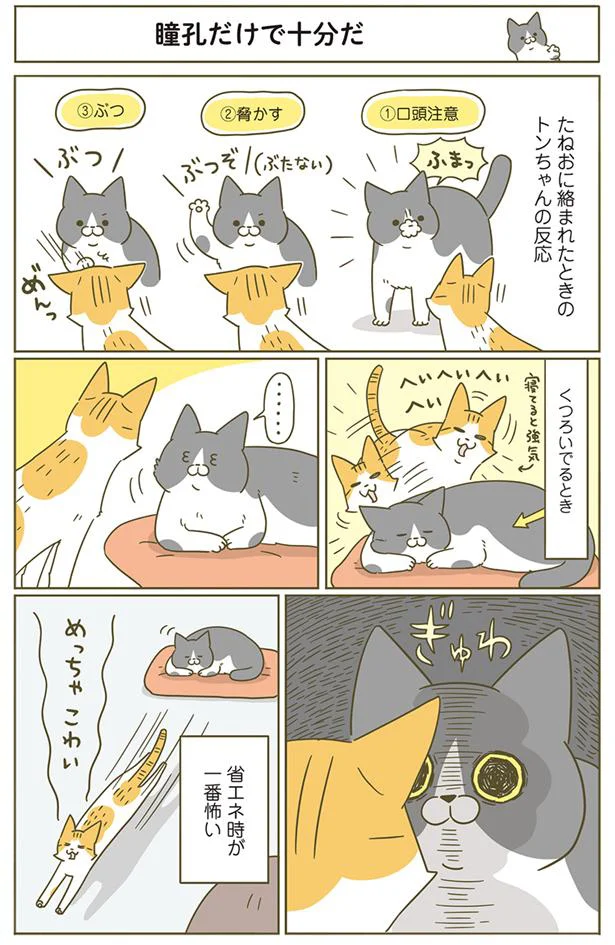 省エネ対応が一番おそろしい？ 他の猫に絡まれたときの反応／うちの猫