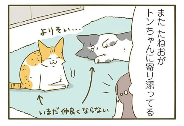 また たねおがトンちゃんに寄り添ってる