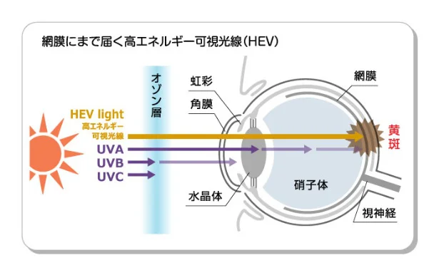 ブルーライトは目の水晶体を通過して、網膜まで到達することも