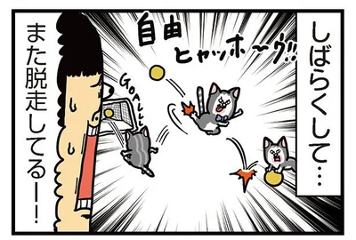 また脱走してるー！