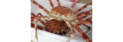 タカアシガニ