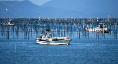 有明海のノリ漁