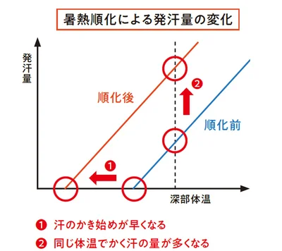 暑熱順化による発汗量の変化