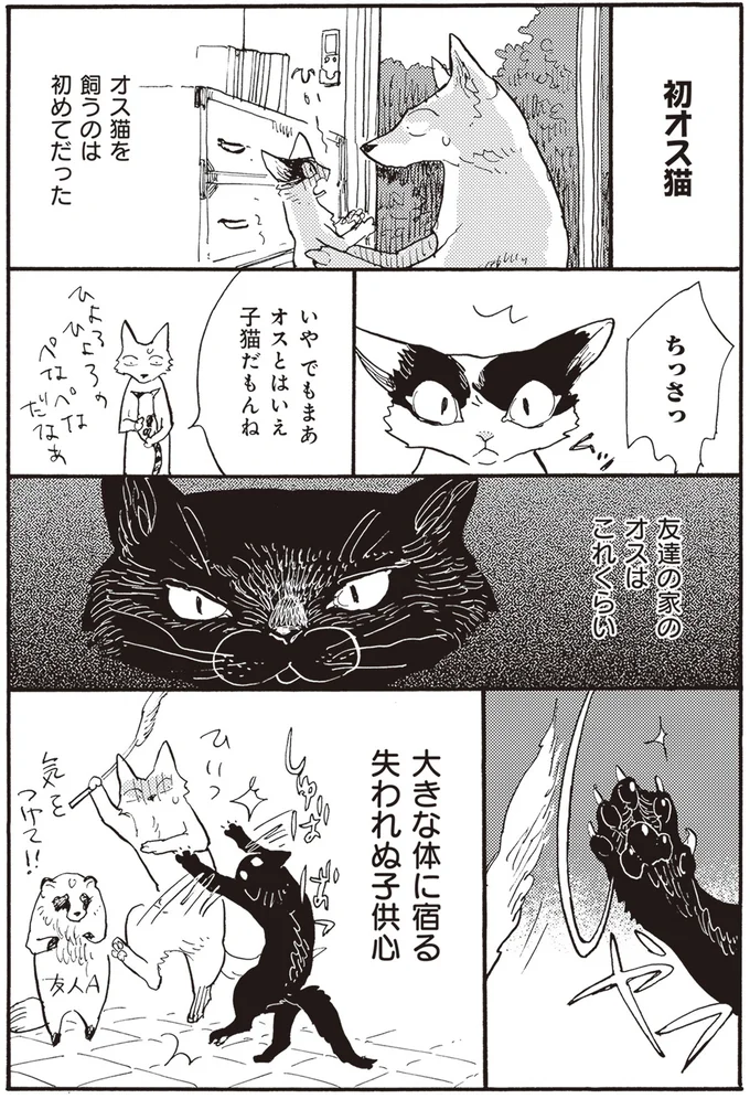 初オス猫