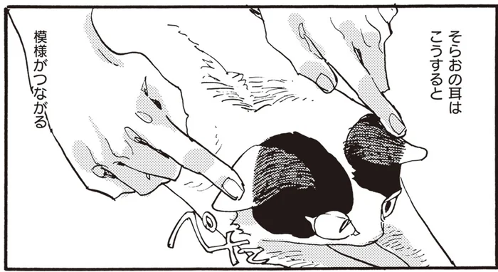 猫に描かれた体の模様。猫がみんなかわいいのは神様のしわざ？／にひきといっぴき（2）