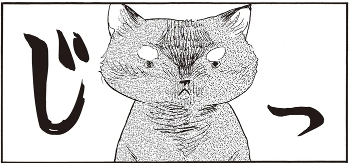 これって猫あるある？手塩にかけて準備したごはん。じっと見た後にスンって!?／にひきといっぴき（4）