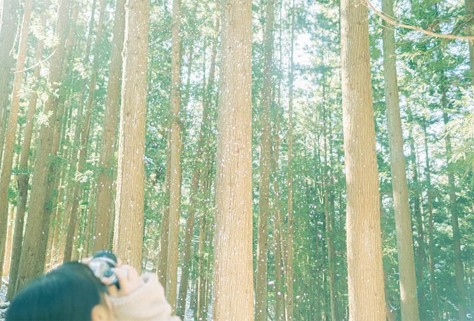 積雪した翌日、森の中で木々から落ちる雪の粉