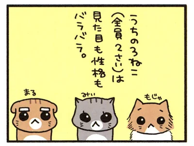 見た目も性格もバラバラ