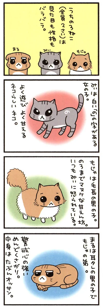 うちの3ねこ