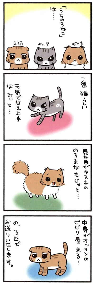 うちの3ねこ