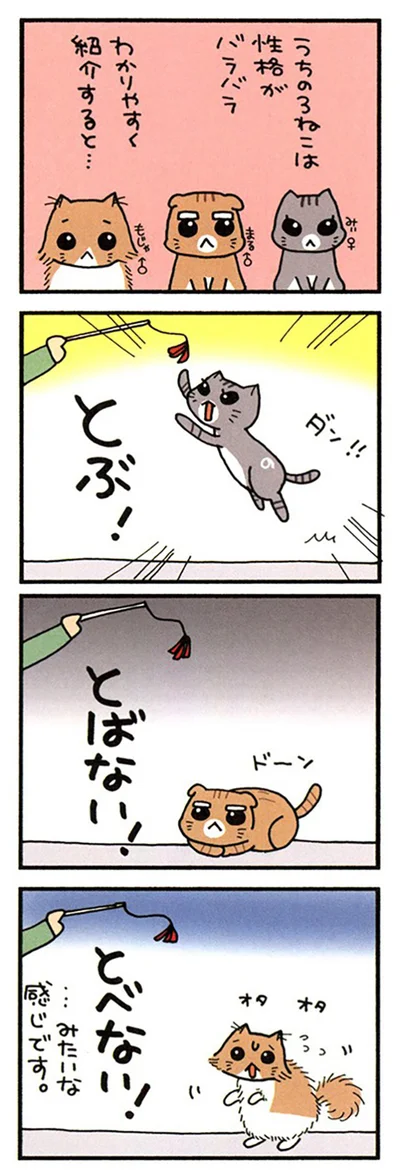 うちの3ねこ