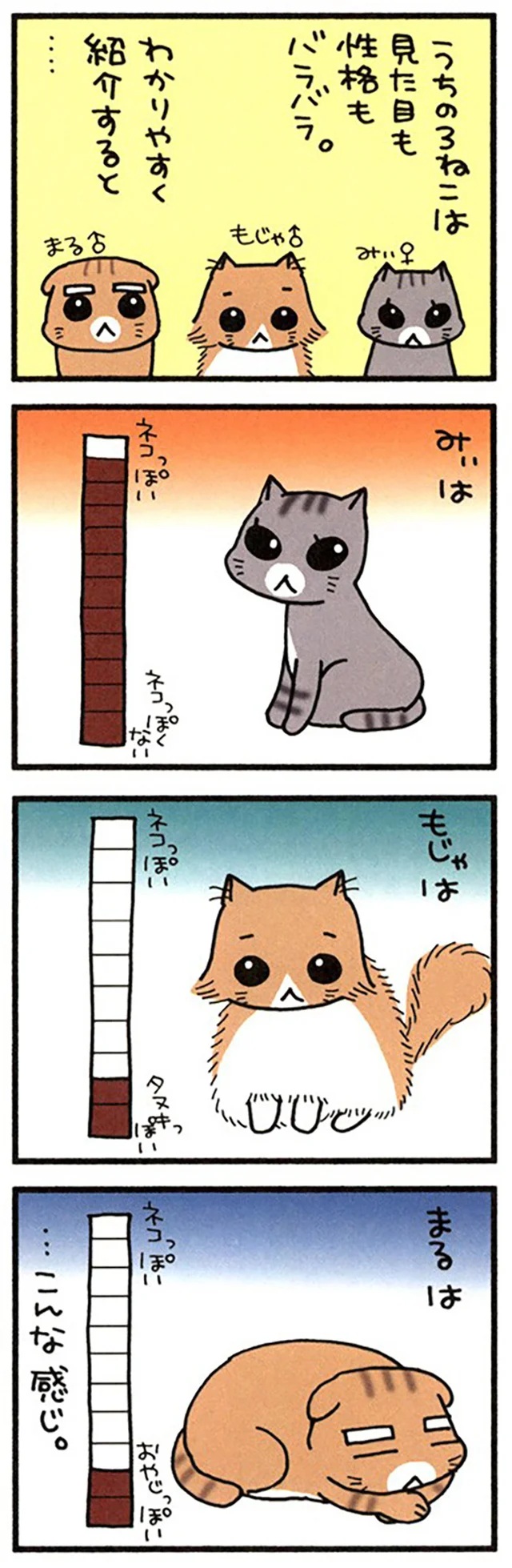 うちの3ねこ
